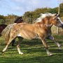 Haflinger_u_Islaender_+_Welsh_Mountain _Pony_Mix1_(7)